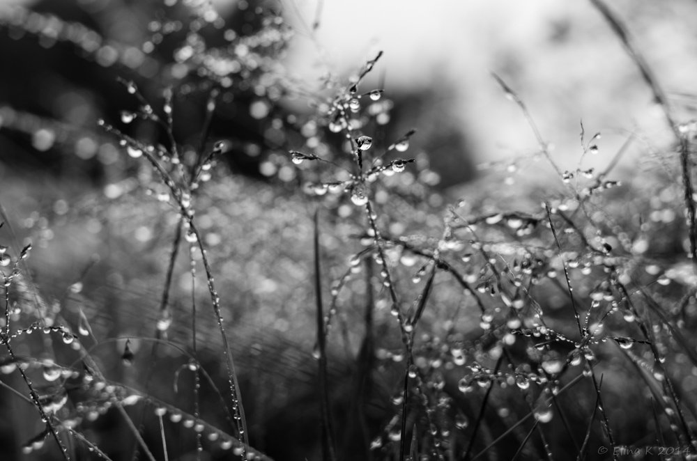 b&w-hay-field