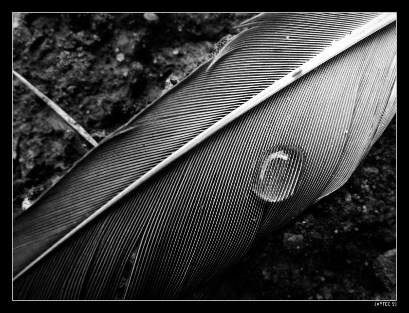 droppedfeather2b-juli14_jaytee59_15