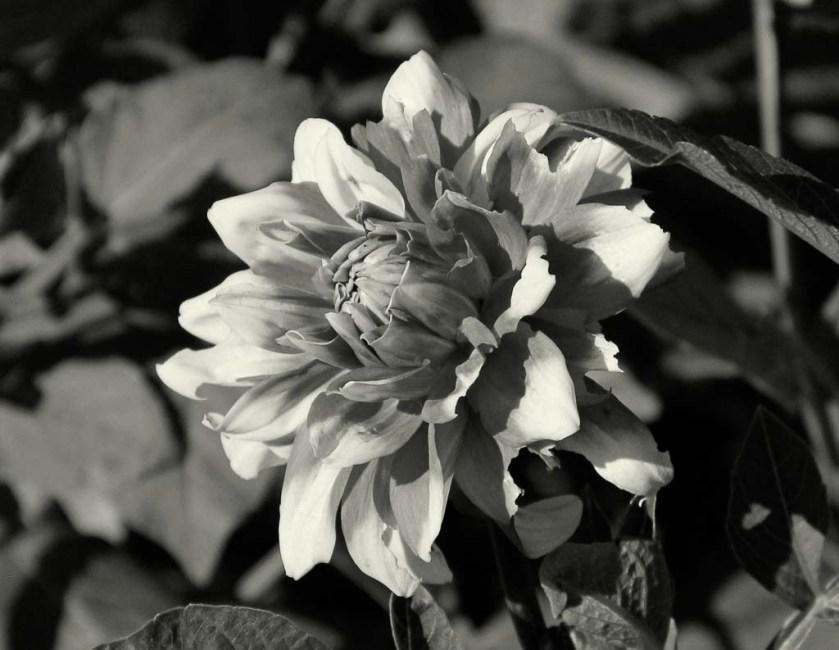 LaurieFlower (1 of 1)