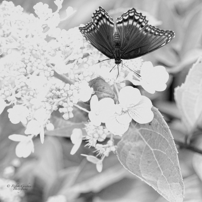 Butterflies and Hydrangeas III
