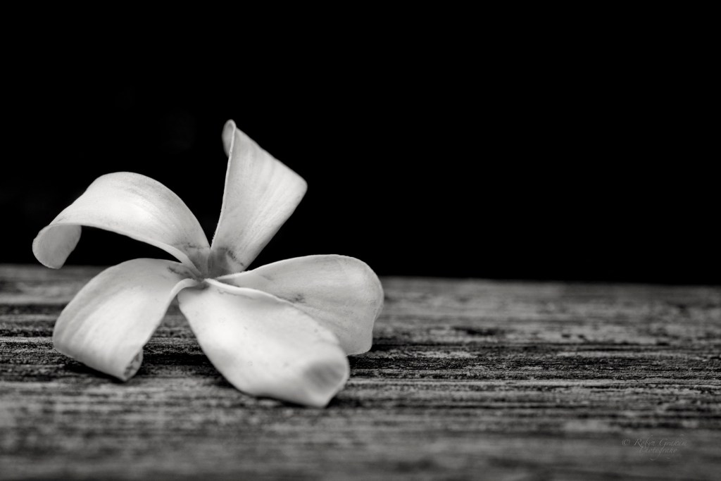 Flower I