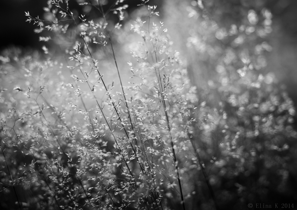 evening light_ElinaK