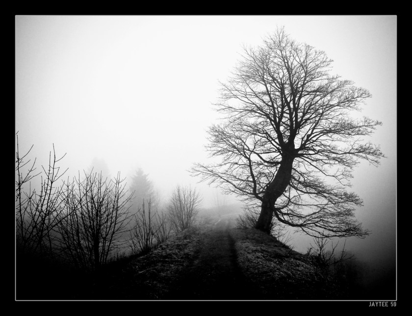 Fogtree2_jaytee59_13