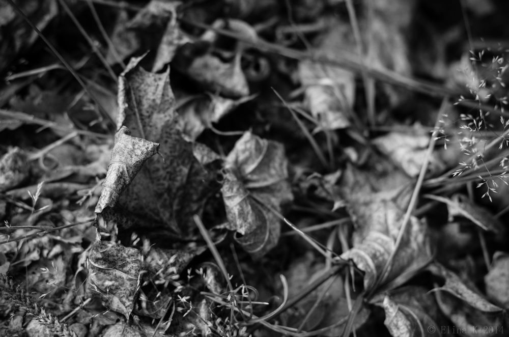 leaves_ElinaK