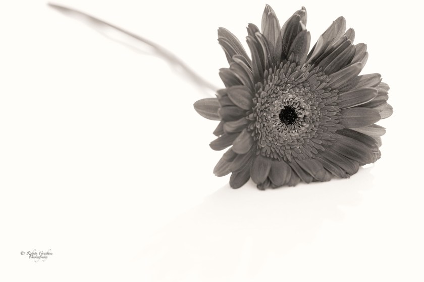 Innocence of Admiration