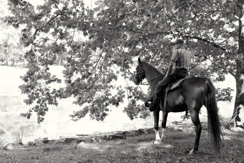 The Arabian and his Rider II