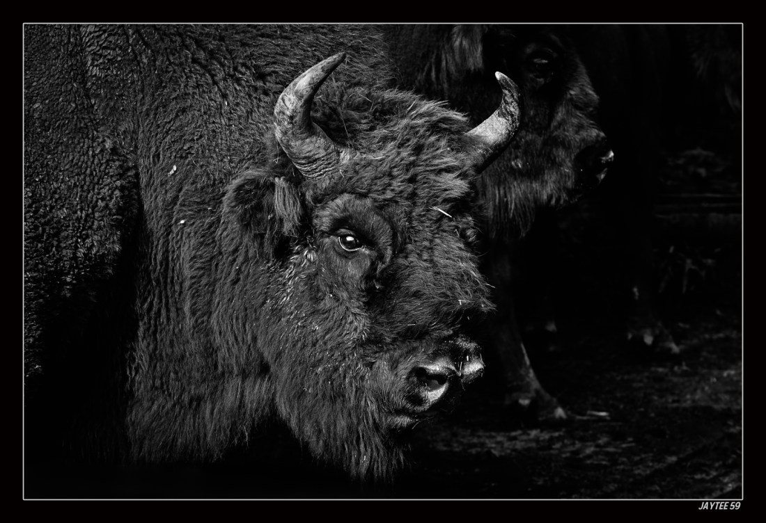 bison4_jaytee59_15