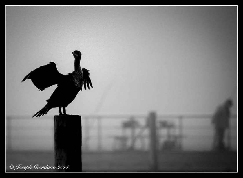 Vulture-Border (1 of 1)