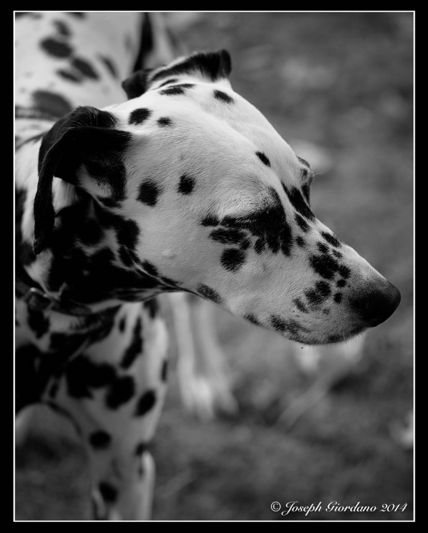 Dalmation