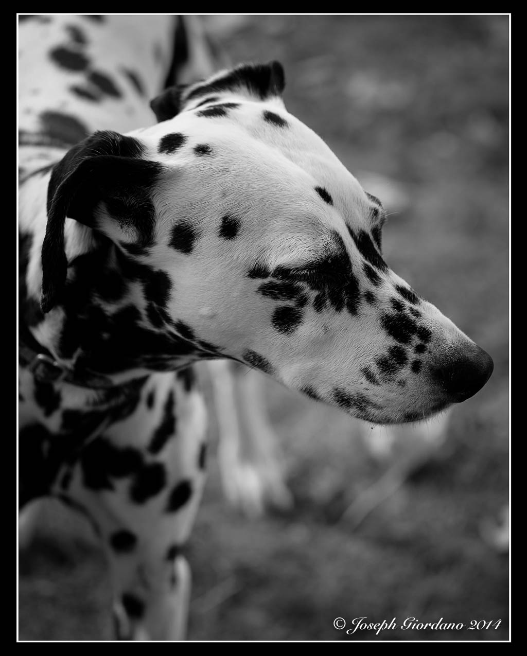 Dalmation
