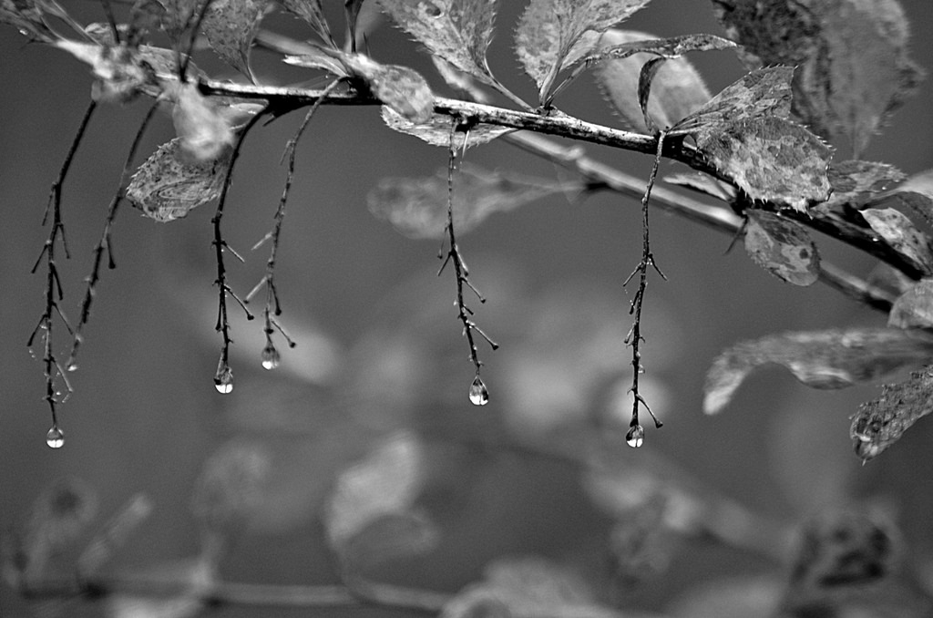 15534810693_a0f2fa6a02_b