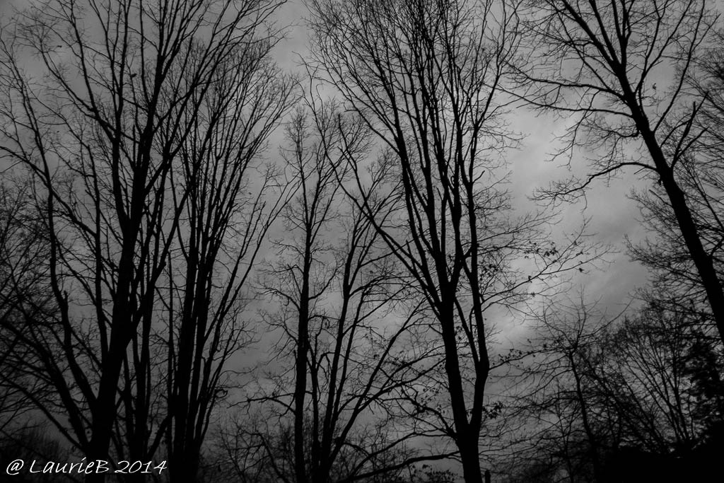 _MG_0593 - Copy-2
