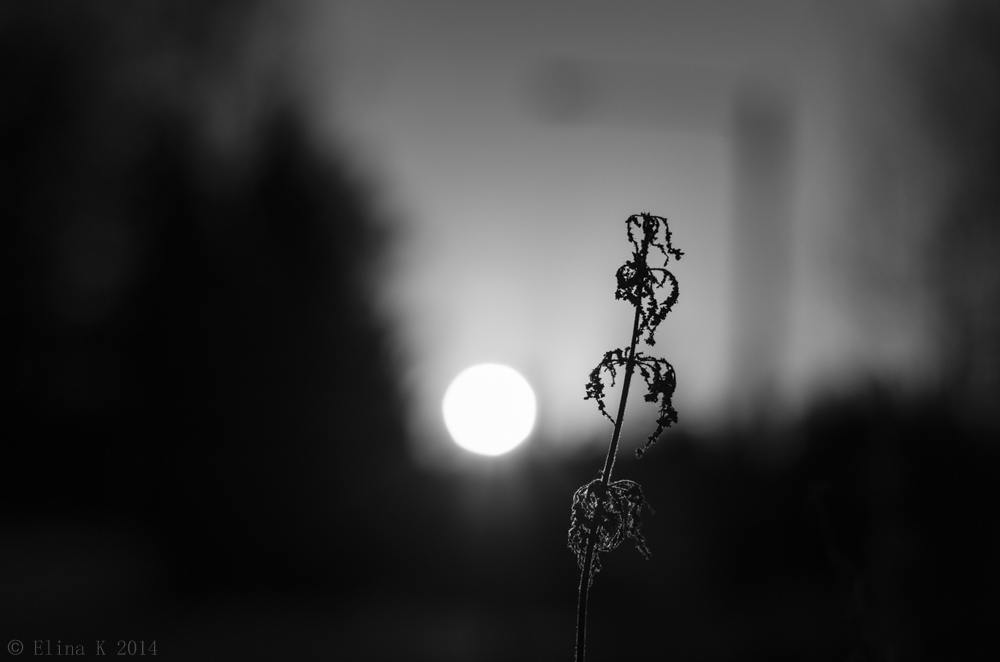 sunset_Elina