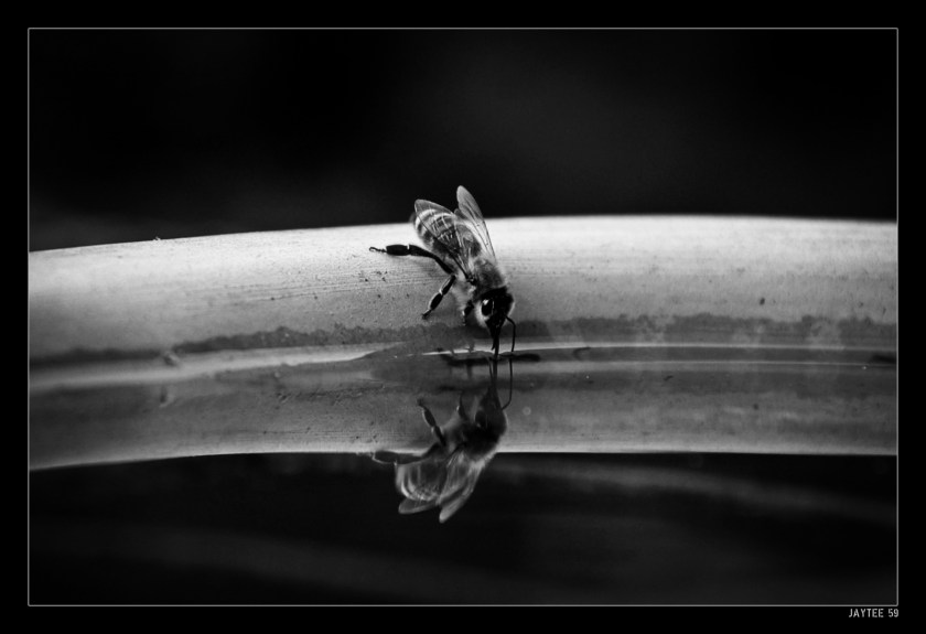 thirsty_bee_jaytee59_15bw