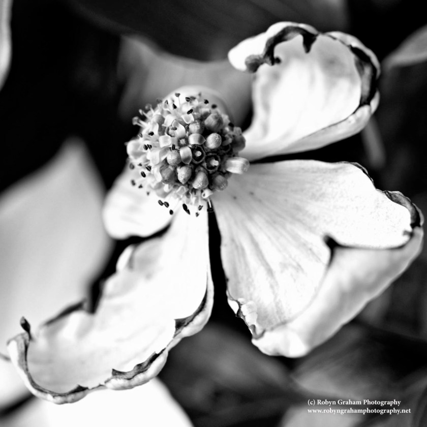 Love Undiminished by Adversity