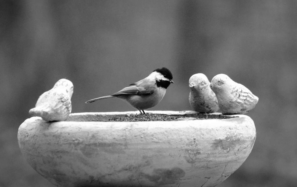 15645203644_edd23a0b3a_b