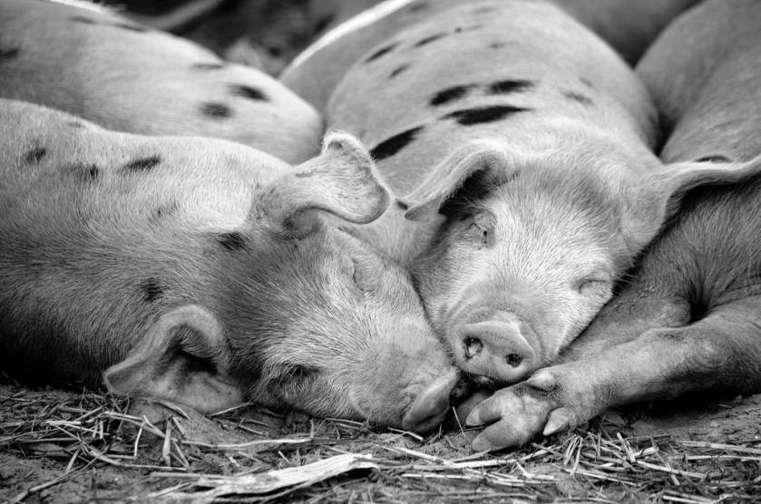 16326844441_6b8dfcd993_b