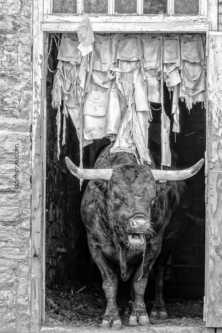 Dawn Cows-Farm 007-Edit-Edit