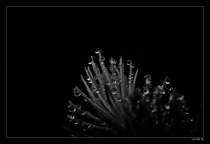 needles_jaytee59_161