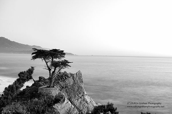The Lone Cypress