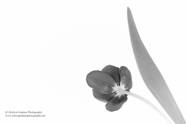 My Love for you Declared