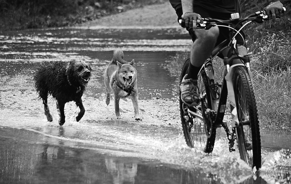 15390426149_6dfaee22bf_b