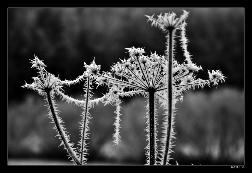 Morningfrost_bw2_jaytee59_16