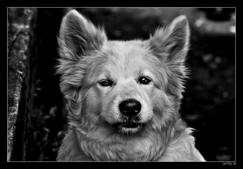 whitedog_jaytee59_16bw