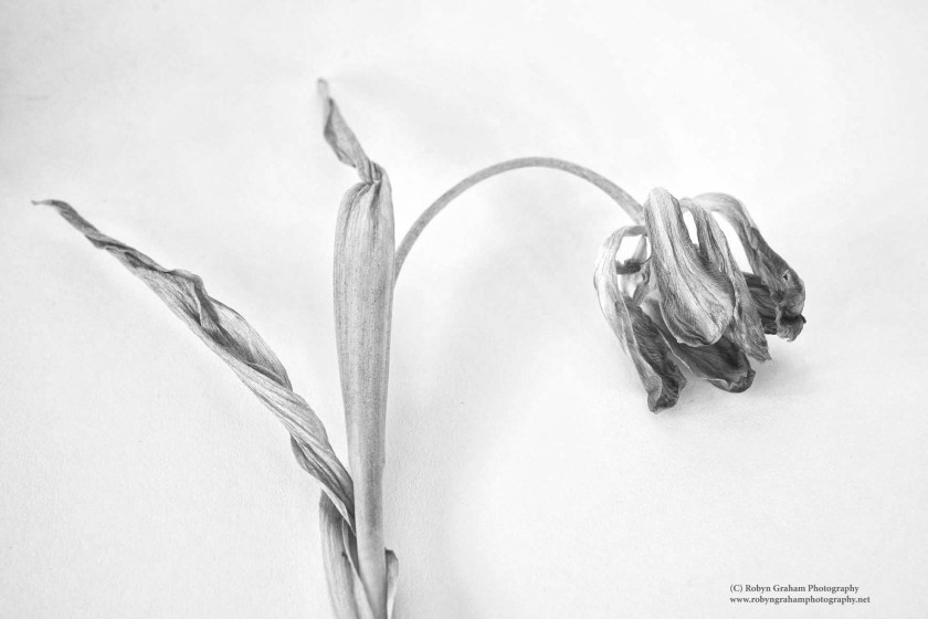 Beautiful Eyes of a Tulip