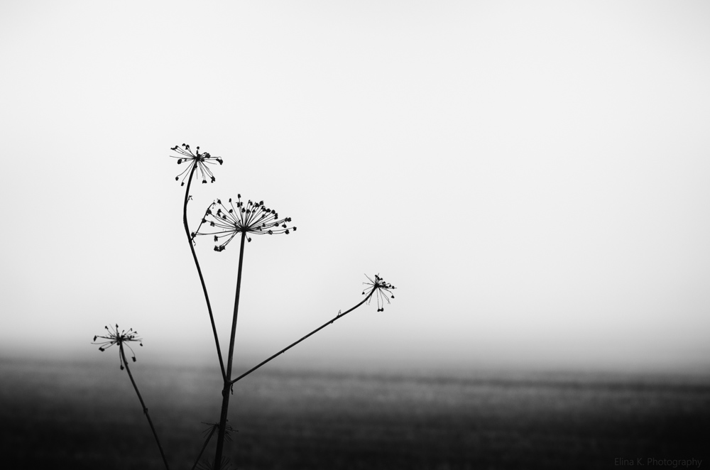 fog-