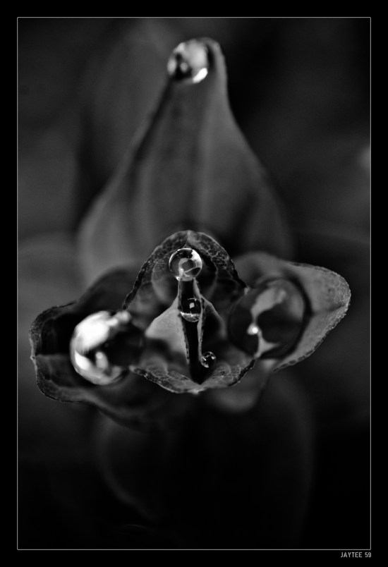 dew_plant_jaytee59_16bw1