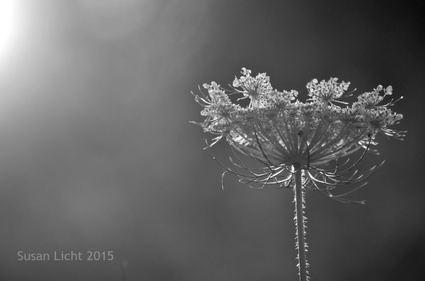 19530958658_8113333bea_b