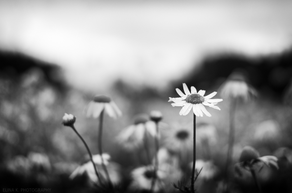 daisies_ElinaK