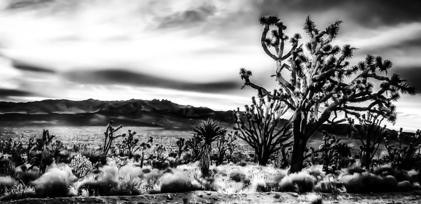 Joshua Tree Heat copy