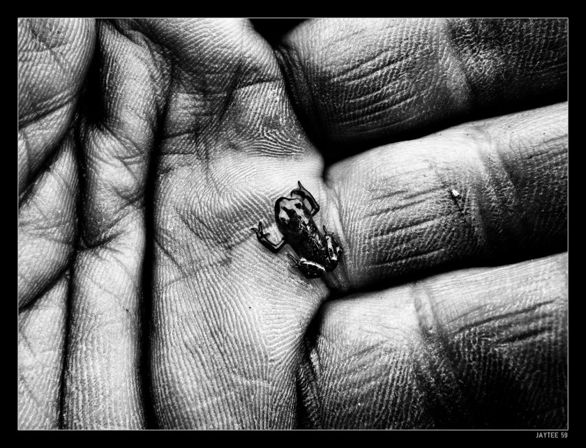 frog_jaytee59_16bw2