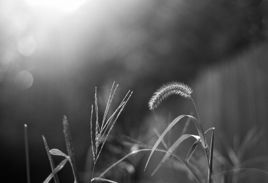 21260717031_810dd56624_o