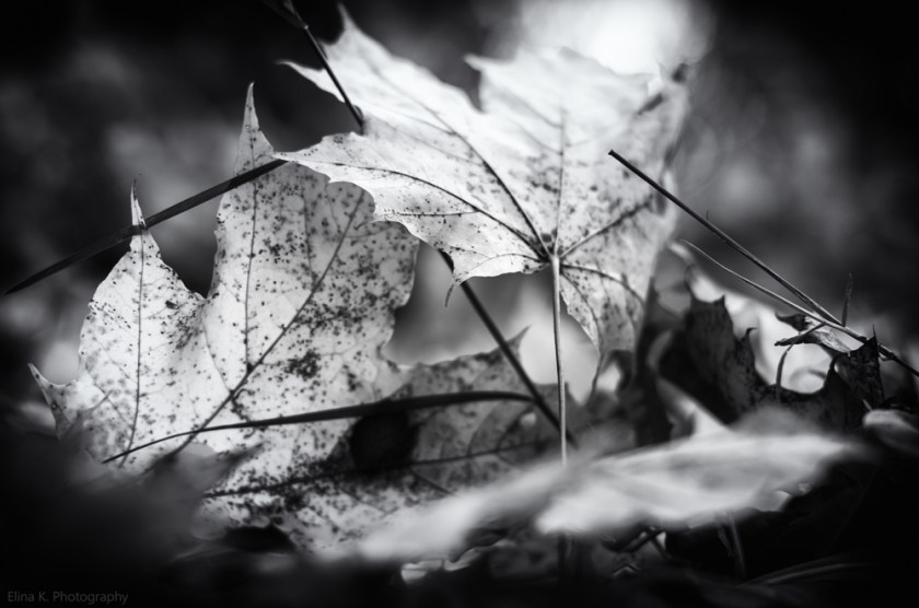 leaves-