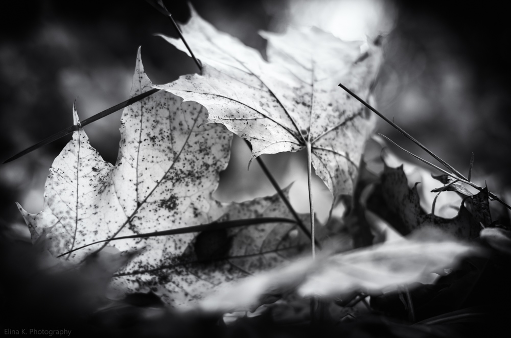 leaves-