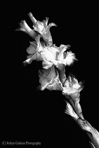 wm e RGP_1235_1758 bw