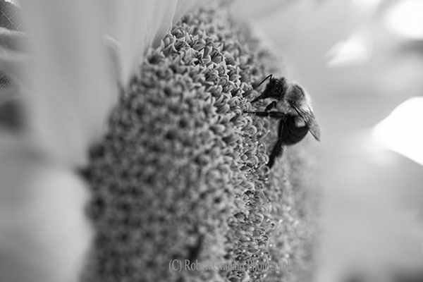 Busy Bee
