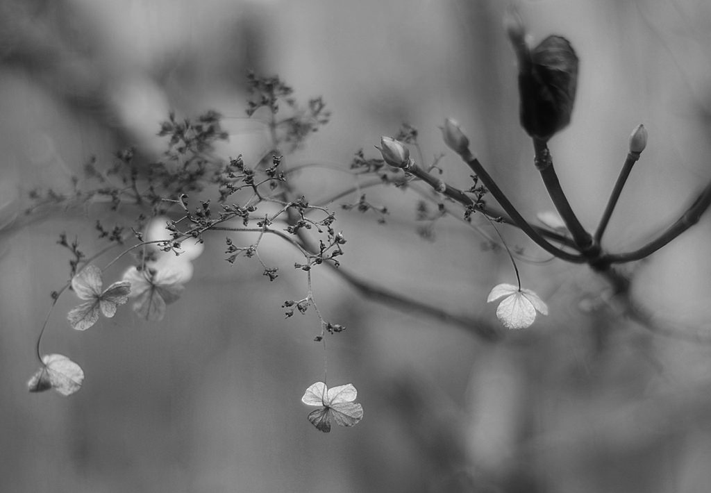 22347717252_1739a746b4_b