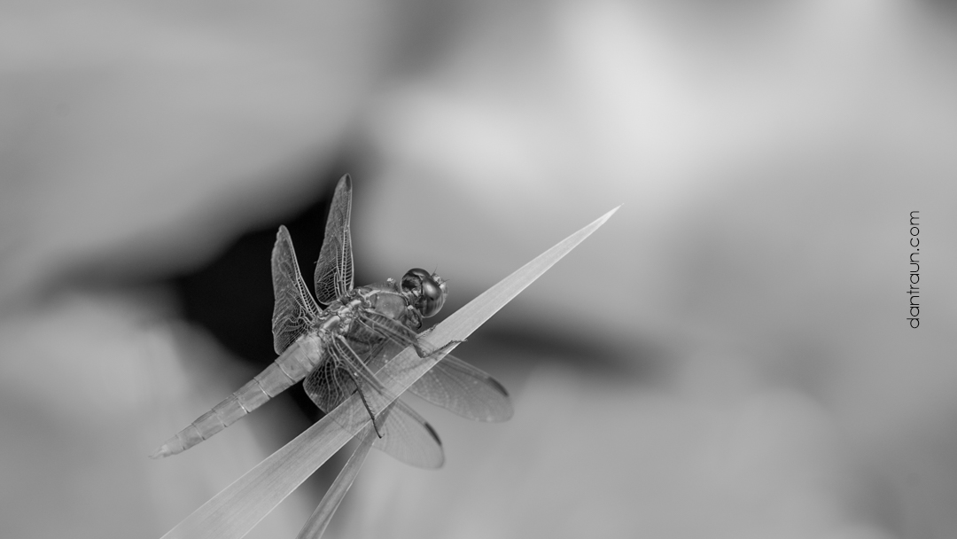 Dragon Fly