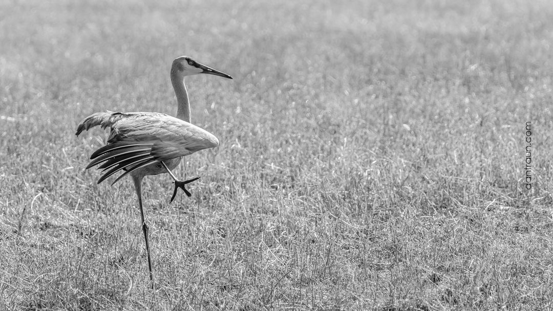 Sandhill Crane