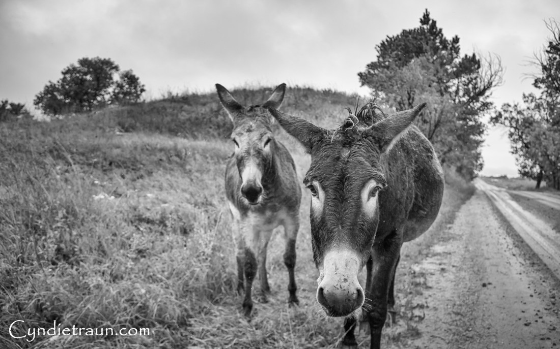 Welcoming Committee-6056