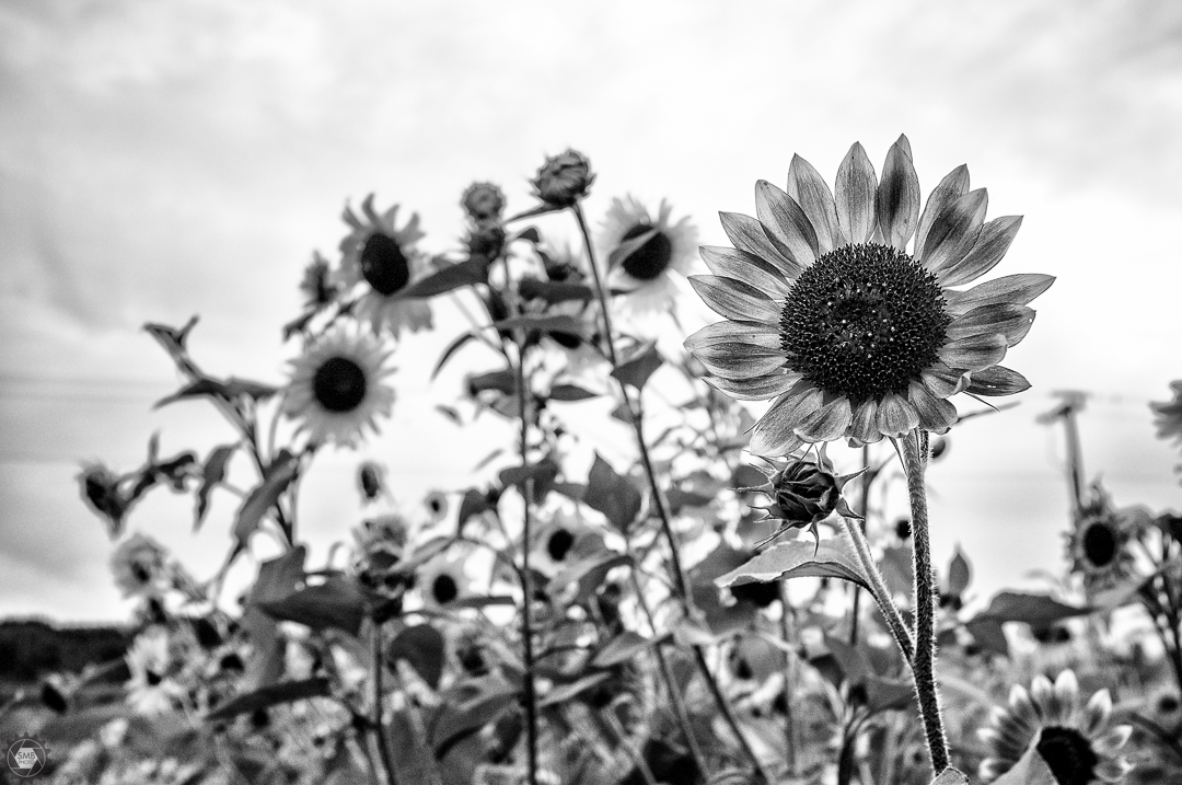 20150828-DSCF7942-Edit