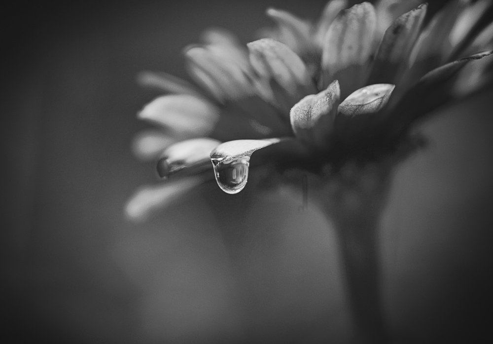 22751527329_899505f75f_b