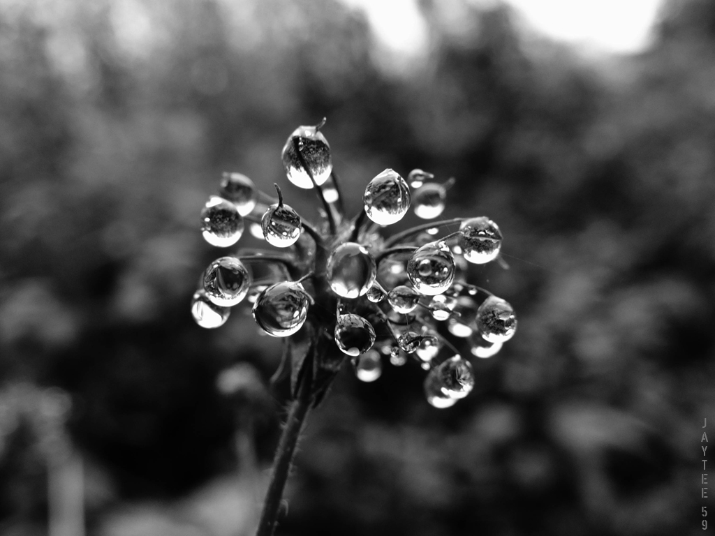 dropblossom-nov15_jt59ps