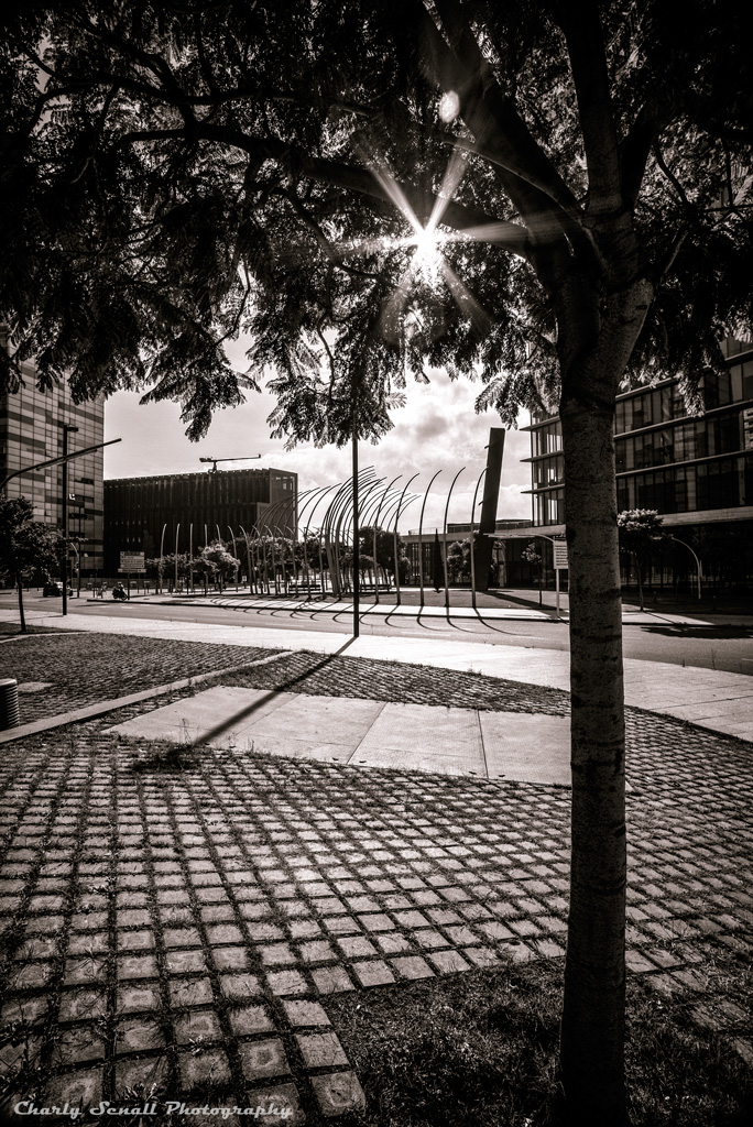 _DSC0887_Oct_2015-bin