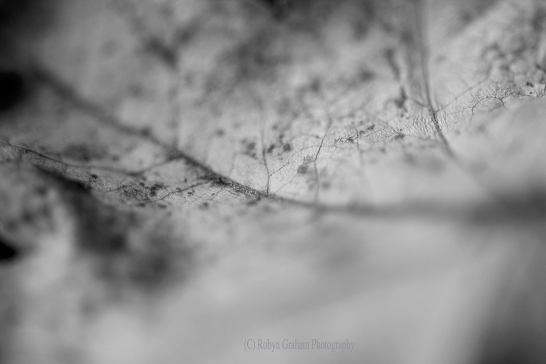 wm _RGP0849