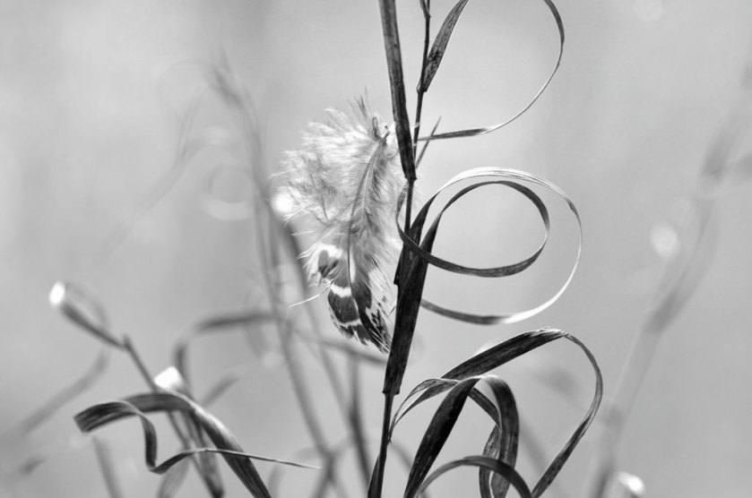 23549799091_3161d241a2_b